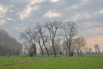 Fototapeta premium Meadow with bare poplar tree silhouettes against a colorful cloudy sky in Oude Kalevallei nature reserve, Ghent, Flanders, Belgium 