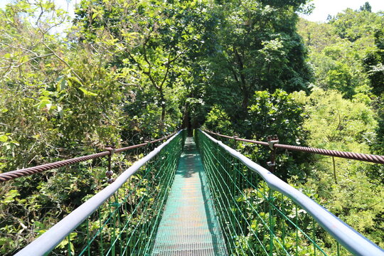 Fototapeta suspension bridge in the forest