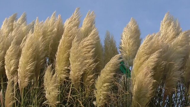 Pampas Grass (Cortaderia selloana) Blowing in the Breeze Against a Blue Sky