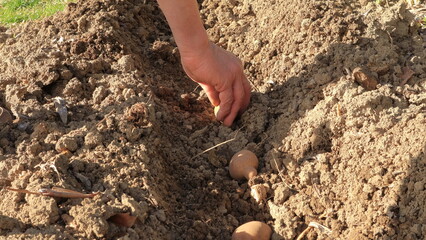 hand planting seeds, piantare le patate 