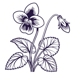 black and white woolly violet