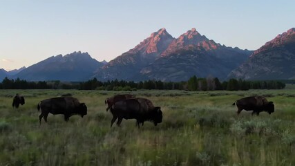 Bison herd grazes in a field with mountains in the background at dusk in grand teton national park - Powered by Adobe