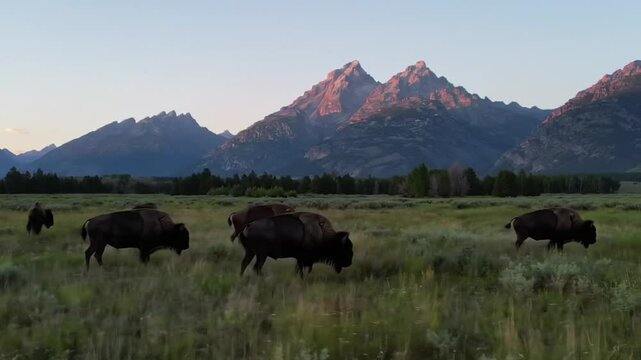 Bison herd grazes in a field with mountains in the background at dusk in grand teton national park