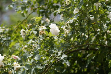 quantum white valentine roses