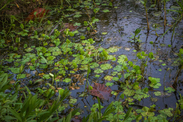Serene pond surface filled with green foliage, lily pads, and aquatic plants reflects nature's...