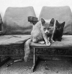 Two stray cats resting on old worn waiting room chairs