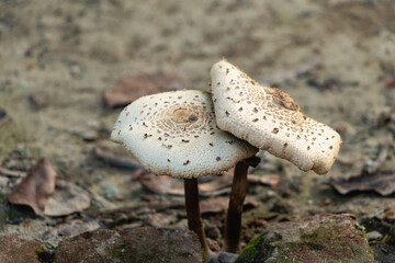 Two beautiful wild mushrooms sprout from the earth in the countryside, showcasing nature's wonder