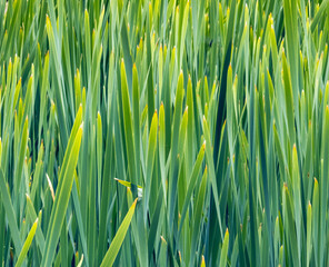Obraz premium Green grass blades growing densely creating vibrant backdrop