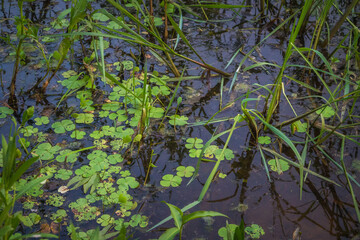 Calm pond water reflects light through grass and clover, creating a peaceful scene in the wetlands...