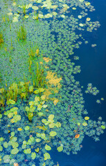 Water lilies and aquatic plants creating a natural background