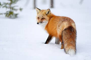 Obraz premium Red fox in snowy forest wilderness