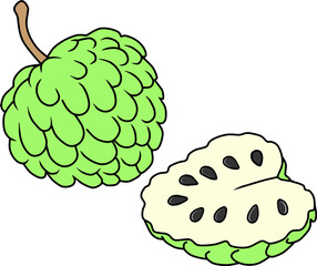 soursop fruit  vector illustration isolated on white background