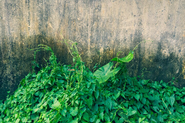 Lush green foliage climbs an aged concrete wall, a vivid contrast in texture and color, creating a...