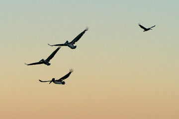 Pelicans silouette sunset