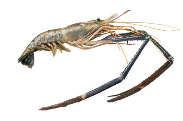 Plump raw giant river prawns shrimps, ideal for sushi, grilling, or adding a touch of luxury to any...