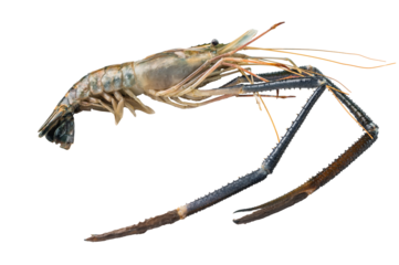 Plump raw giant river prawns shrimps, ideal for sushi, grilling, or adding a touch of luxury to any meal. isolated on white background. top view