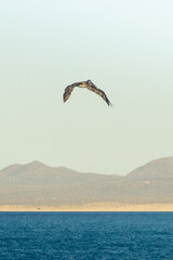 Seagull in the sky