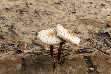 Two parasol mushrooms sprout from brick in natural environment, showcasing fungi and botanical...