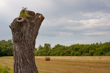 Pollarded willow in a traditional Polish agricultural landscape. Hay bale, cereal field, and field margin trees under a cloudy summer sky. Rural scenery and land use heritage