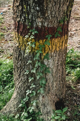 Striking tree trunk displays red, yellow, and green hues with a vine winding its way up the rough bark in nature.