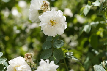 quantum white valentine roses