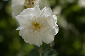 Obraz premium quantum white valentine roses