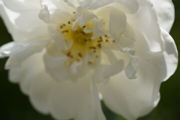 Fototapeta premium quantum white valentine roses