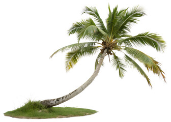 Obraz premium Photo of a leaning palm tree isolated on white isolated on transparent background