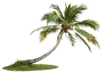Photo of a leaning palm tree isolated on white isolated on transparent background