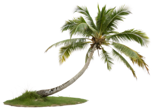 Photo of a leaning palm tree isolated on white isolated on transparent background