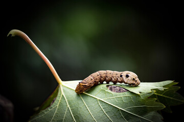 A detailed view of a caterpillar resting on a large, textured green leaf. The caterpillar has a segmented, brown body with lighter, almost white, markings along its sides and several small, dark dots.
