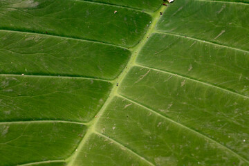 Intricate patterns on a vibrant green leaf showcase detailed veins and texture, highlighting natural beauty and botanical design.