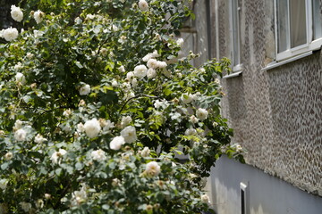 quantum white valentine roses