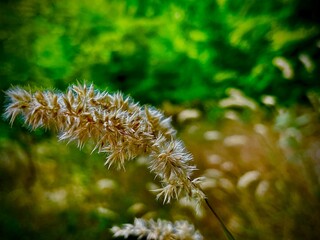 Brown&green in harmony