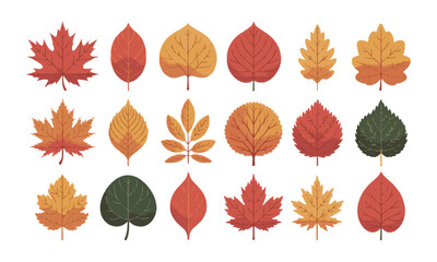 Obraz premium Scalable vector illustration featuring various types of leaves with color and silhouette, a set of colorful autumn leaves, easily editable.