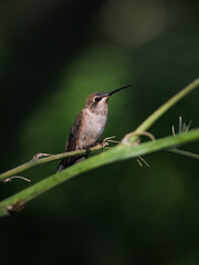 hummingbird perched on a branch against a green background