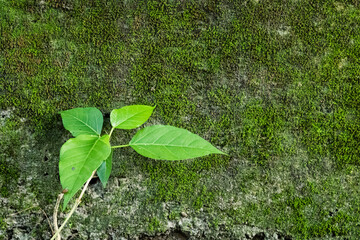 Fresh green leaves against a mossy wall evoke nature's vibrant textures and organic beauty in a...