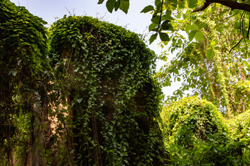 Lush green ivy covers ancient stone structures in a vibrant natural environment, creating a...