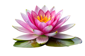 Photo of a beautiful pink lotus flower with delicate petals and yellow center, floating on green leaves, isolated on a transparent background