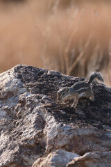 Ground squirrel on rock in the desert sun
