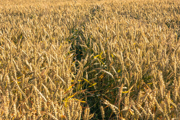 Wheat. A road through a golden wheat field. A yellow field of wheat spikelets. Natural landscape in summer for background, post, screensaver, wallpaper, postcard, banner, cover, website