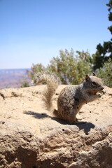 Sitzendes eichhörnchen vorm Grand Canyon