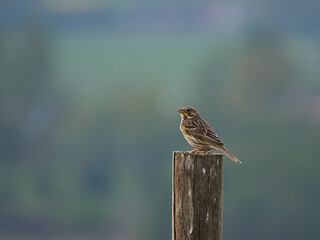 Zachód słońca na Ponidziu. Ptak - Potrzeszcz (Emberiza calandra)