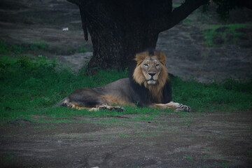 lion