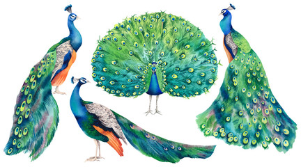 Peacock set. Watercolor realistic hand-drawn illustration. A painting with a beautiful, vibrant Indian peacock on a white background. Exotic birds of Paradise. Clipart for Japanese interior decor.