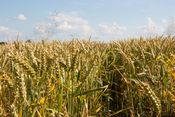 Close up of wheat ears, field of wheat in a summer day. Harvesting period. Blue sky with fluffy clouds and golden wheat field with ripe wheat