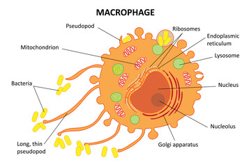 Macrophage, internal structure of the cell. Diagram. 