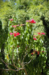 The beautiful red Poinsettia (Euphorbia pulcherrima) flower on a sunny day