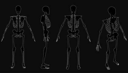 Four human skeletons stand in a row on a black background, showcasing detailed anatomical structures. Each skeleton is clearly defined with white outlines contrasting sharply against the dark.