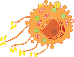 Macrophage - internal structure of the cell.
